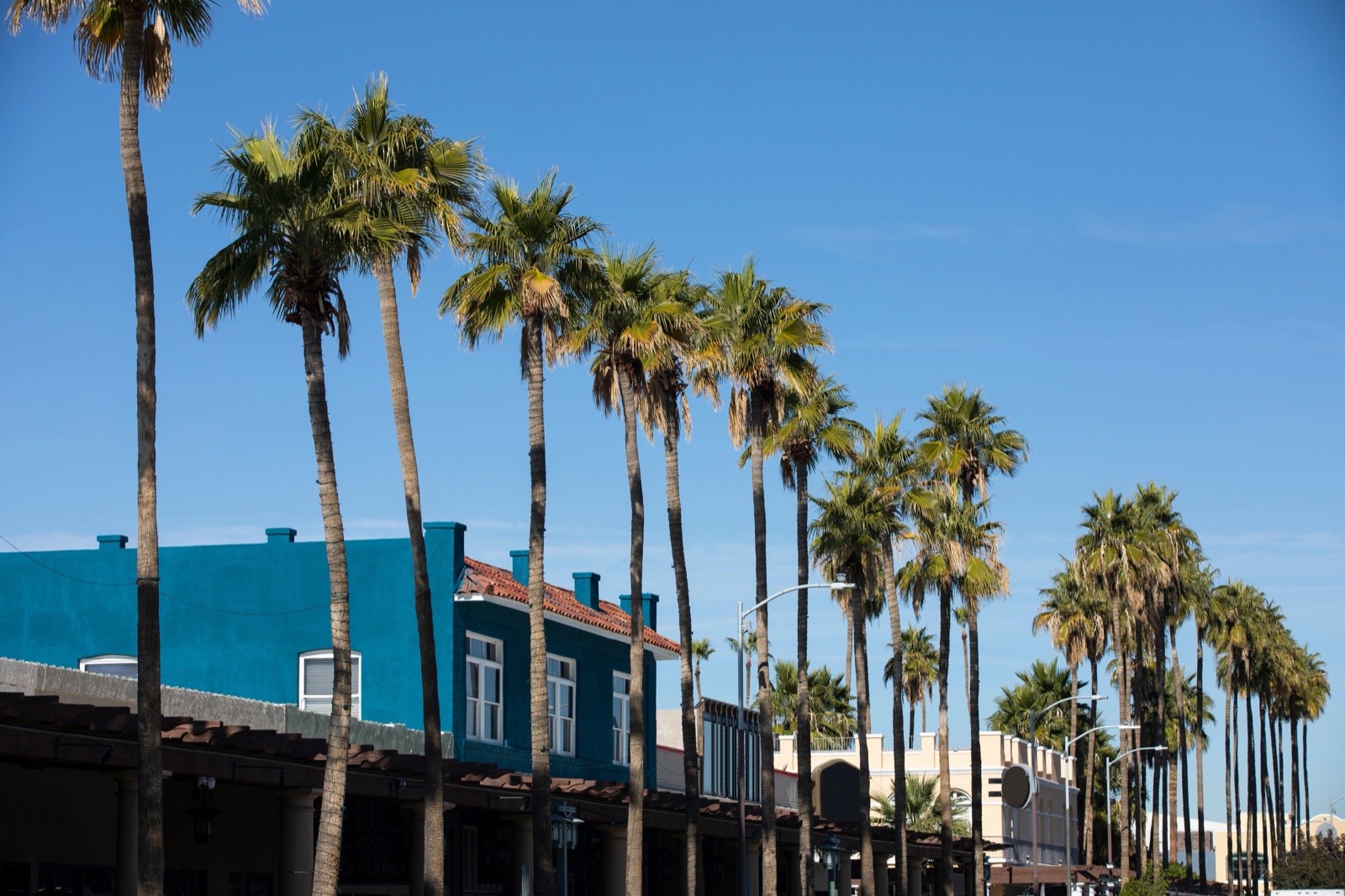 Palm-lined street in downtown Chandler, Arizona